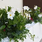 Panzió Il Fiorone