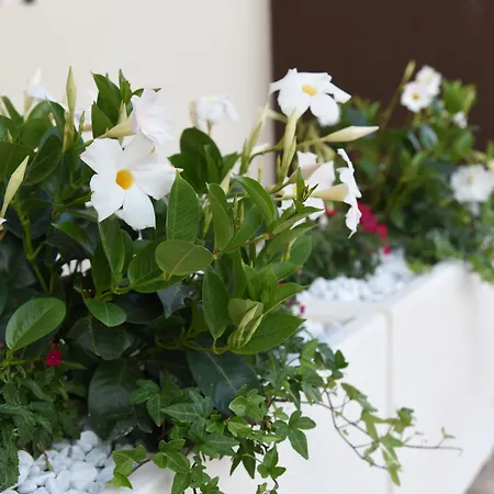 Bed & Breakfast Il Fiorone